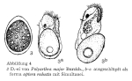 Polyarthra major