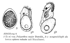 Polyarthra major