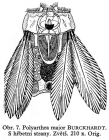 Polyarthra major