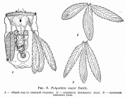 Polyarthra major