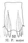 Polyarthra major