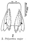 Polyarthra major