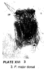 Polyarthra major