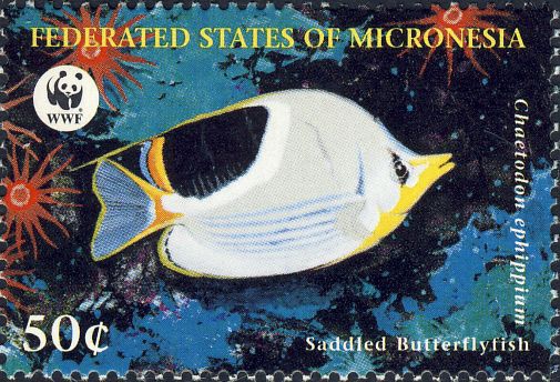 Chaetodon ephippium Chaetodon ephippium