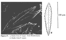 Polyarthra major