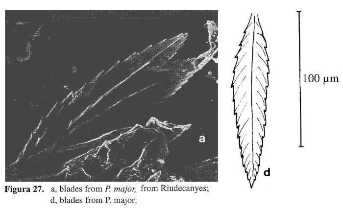 Polyarthra major Polyarthra major