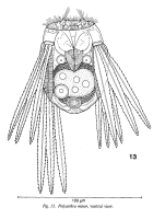 Polyarthra minor