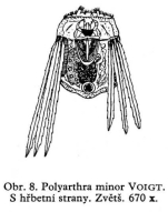 Polyarthra minor