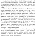 Polyarthra minor - Original description image