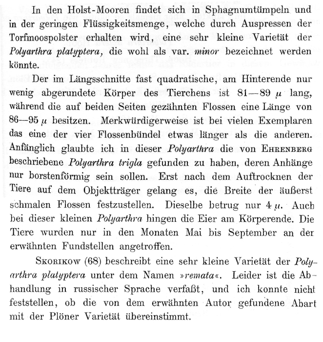 Polyarthra minor - Original description image