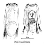 Polyarthra multiappendiculata