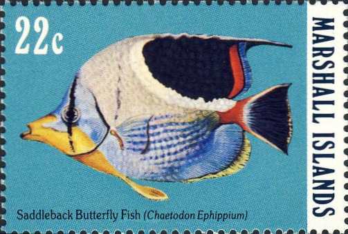 Chaetodon ephippium Chaetodon ephippium