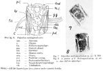 Polyarthra multiappendiculata
