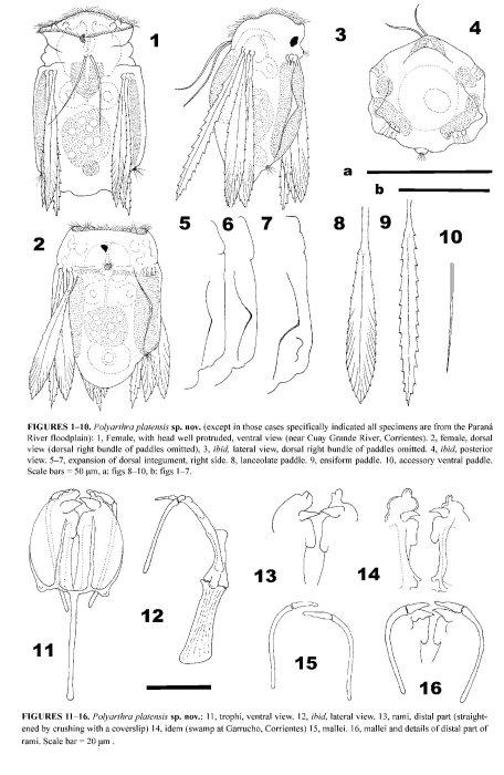Polyarthra platensis - Original description image