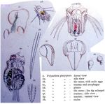 Polyarthra platyptera