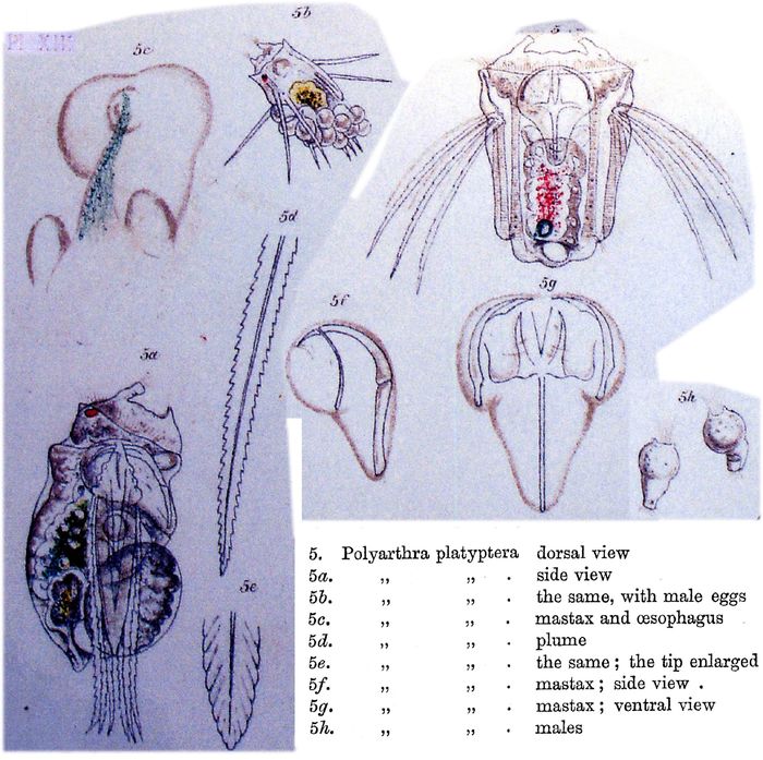 Polyarthra platyptera Polyarthra platyptera