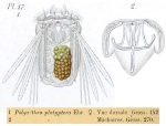 Polyarthra platyptera