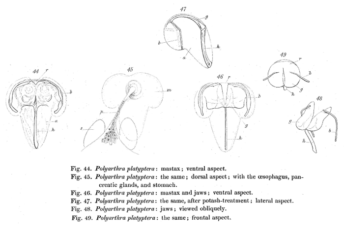Polyarthra platyptera Polyarthra platyptera