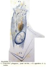 Polyarthra platyptera