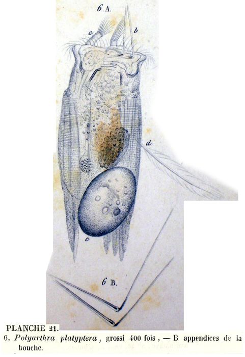 Polyarthra platyptera Polyarthra platyptera