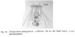 Polyarthra platyptera