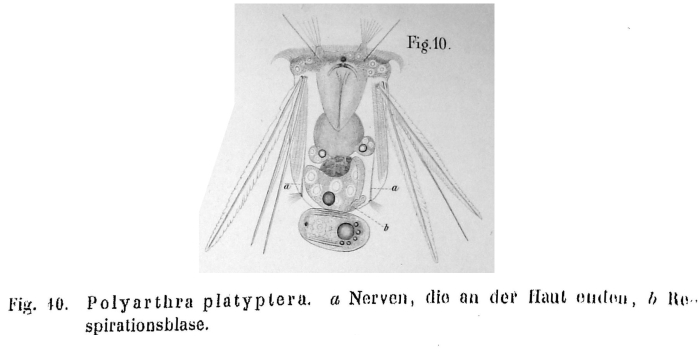 Polyarthra platyptera