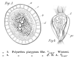 Polyarthra platyptera