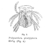 Polyarthra platyptera