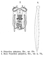 Polyarthra platyptera