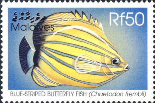 Chaetodon fremblii Chaetodon fremblii