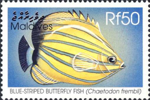 Chaetodon fremblii