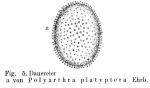 Polyarthra platyptera