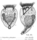 Polyarthra platyptera