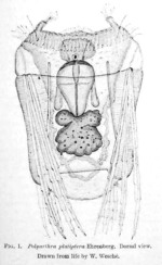 Polyarthra platyptera