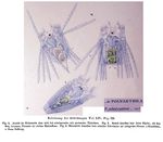 Polyarthra platyptera - Original description image