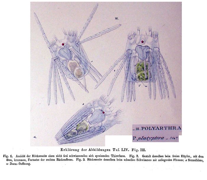 Polyarthra platyptera - Original description image