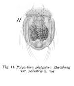 Polyarthra platyptera f. palustris - Original description image