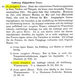 Polyarthra platyptera f. stenoptera - Original description image