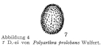 Polyarthra proloba