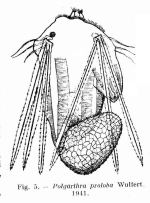 Polyarthra proloba