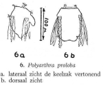 Polyarthra proloba