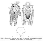 Polyarthra proloba - Original description image