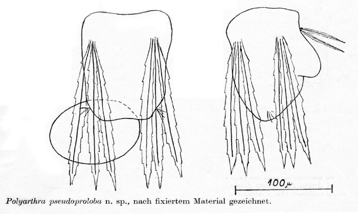 Polyarthra pseudoproloba - Original description image