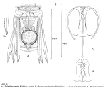 Polyarthra remata