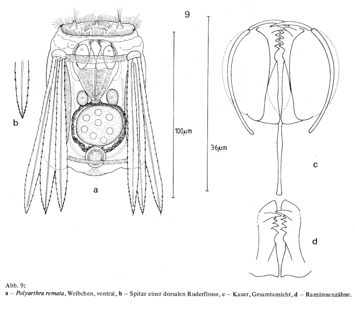 Polyarthra remata