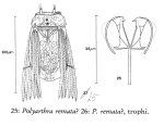 Polyarthra remata