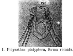 Polyarthra remata