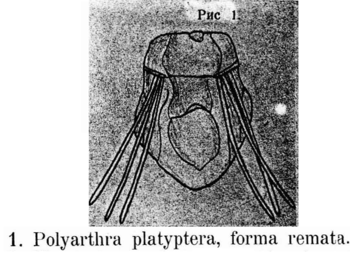 Polyarthra remata