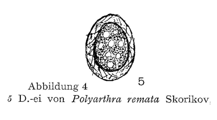Polyarthra remata