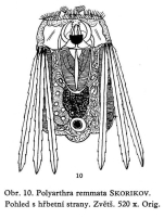 Polyarthra remata